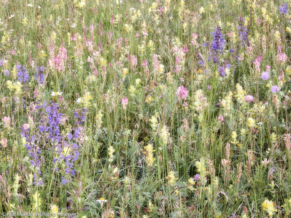 Sommerwiese