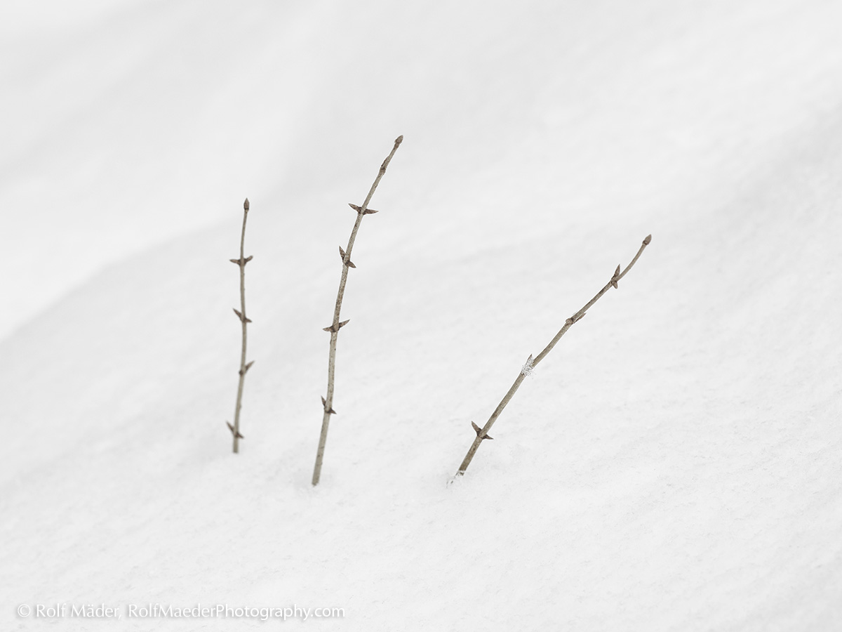 Aus dem Schnee