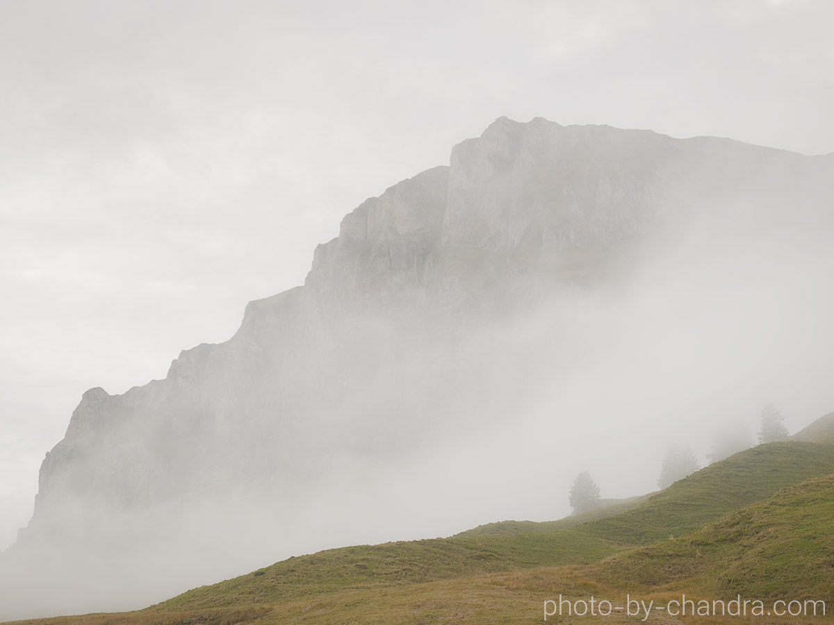 In the Fog