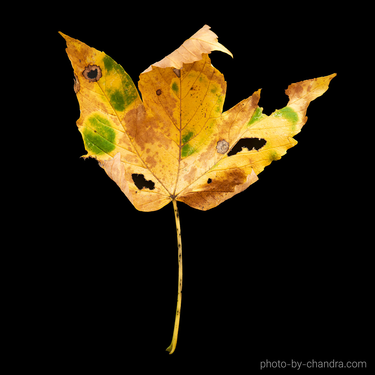 Herbstblätter