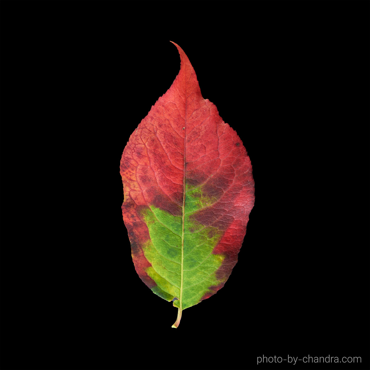 _CHH6745-CO22