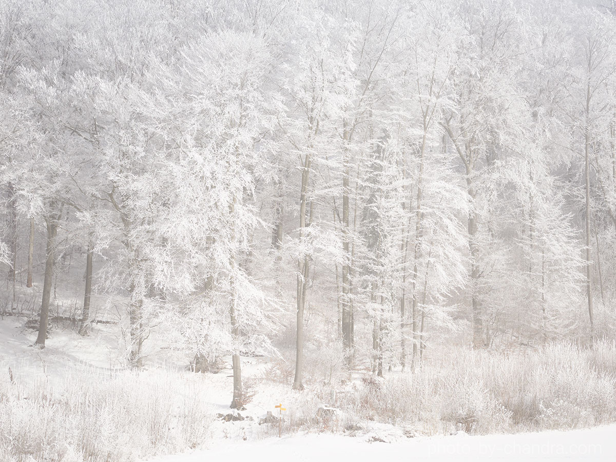 Winterwald bei Langenbruck