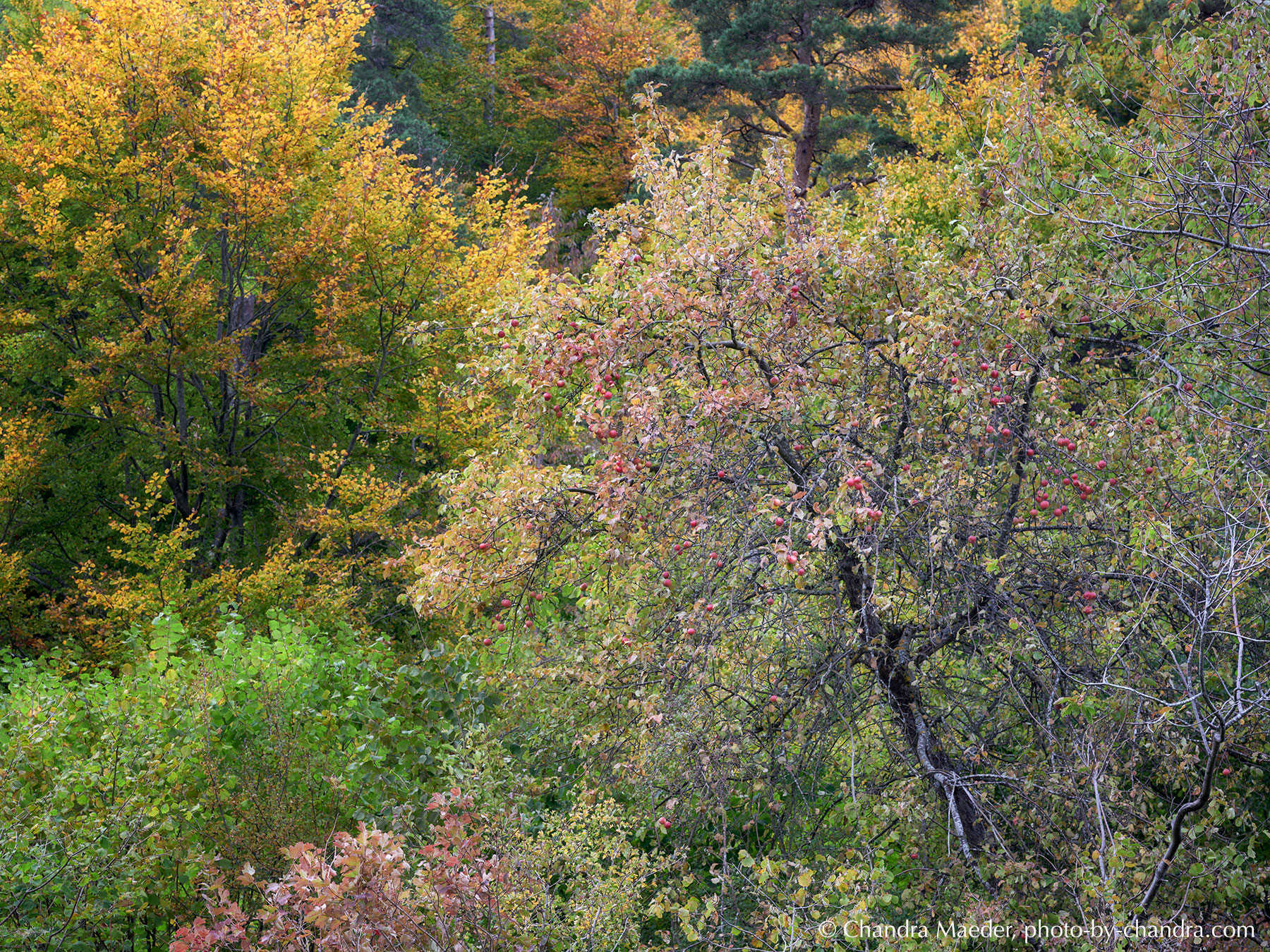 _CHF0972_C1_web