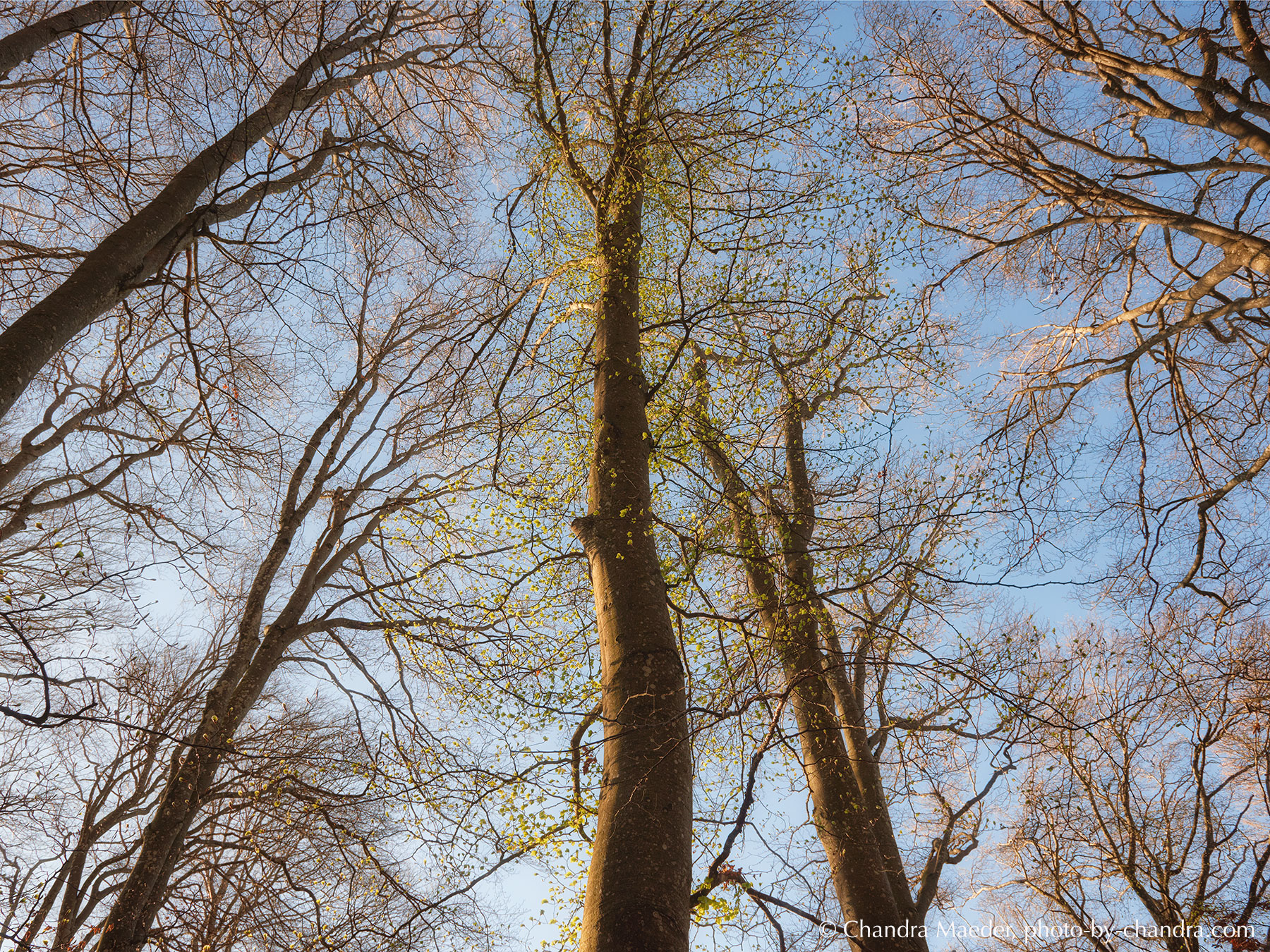 _CHH3680-CO20-webjpg