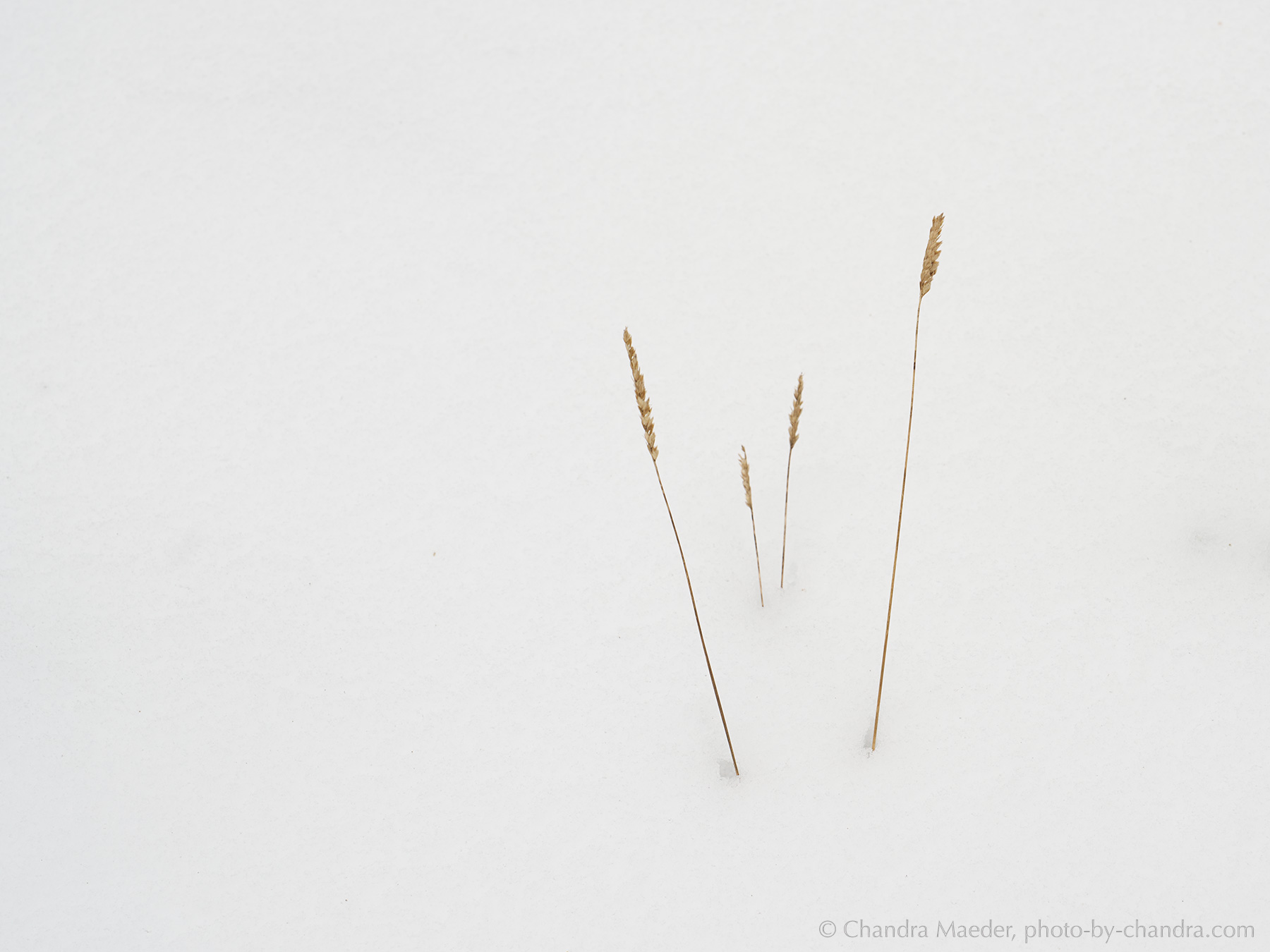 _A7R3909-web