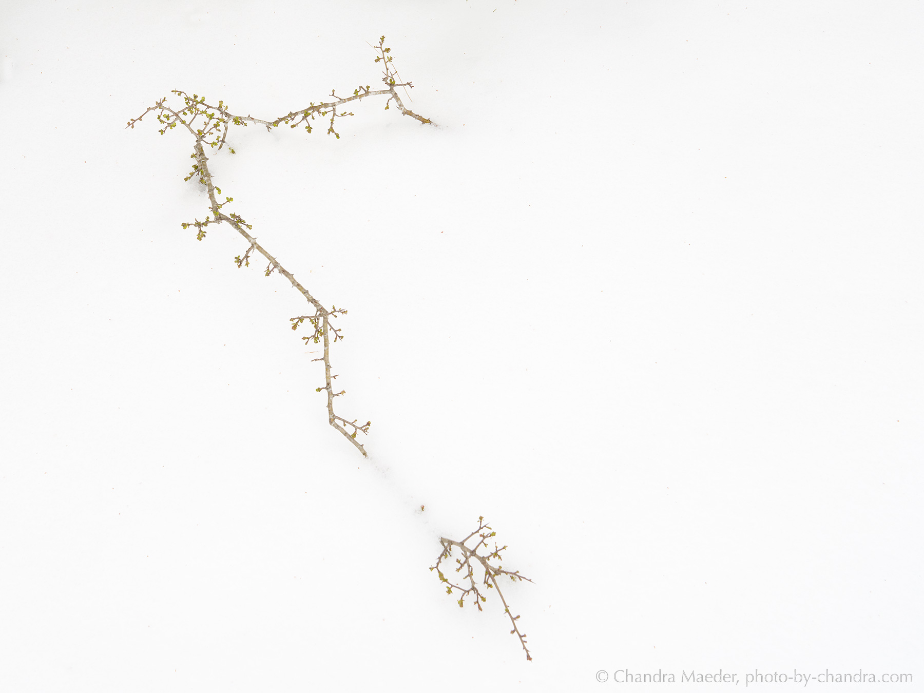 _A7R3911-web