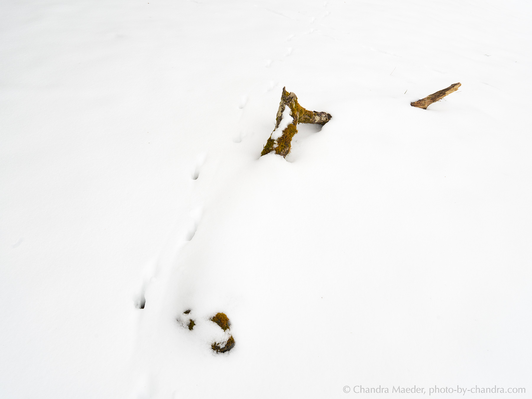 _A7R3925-web