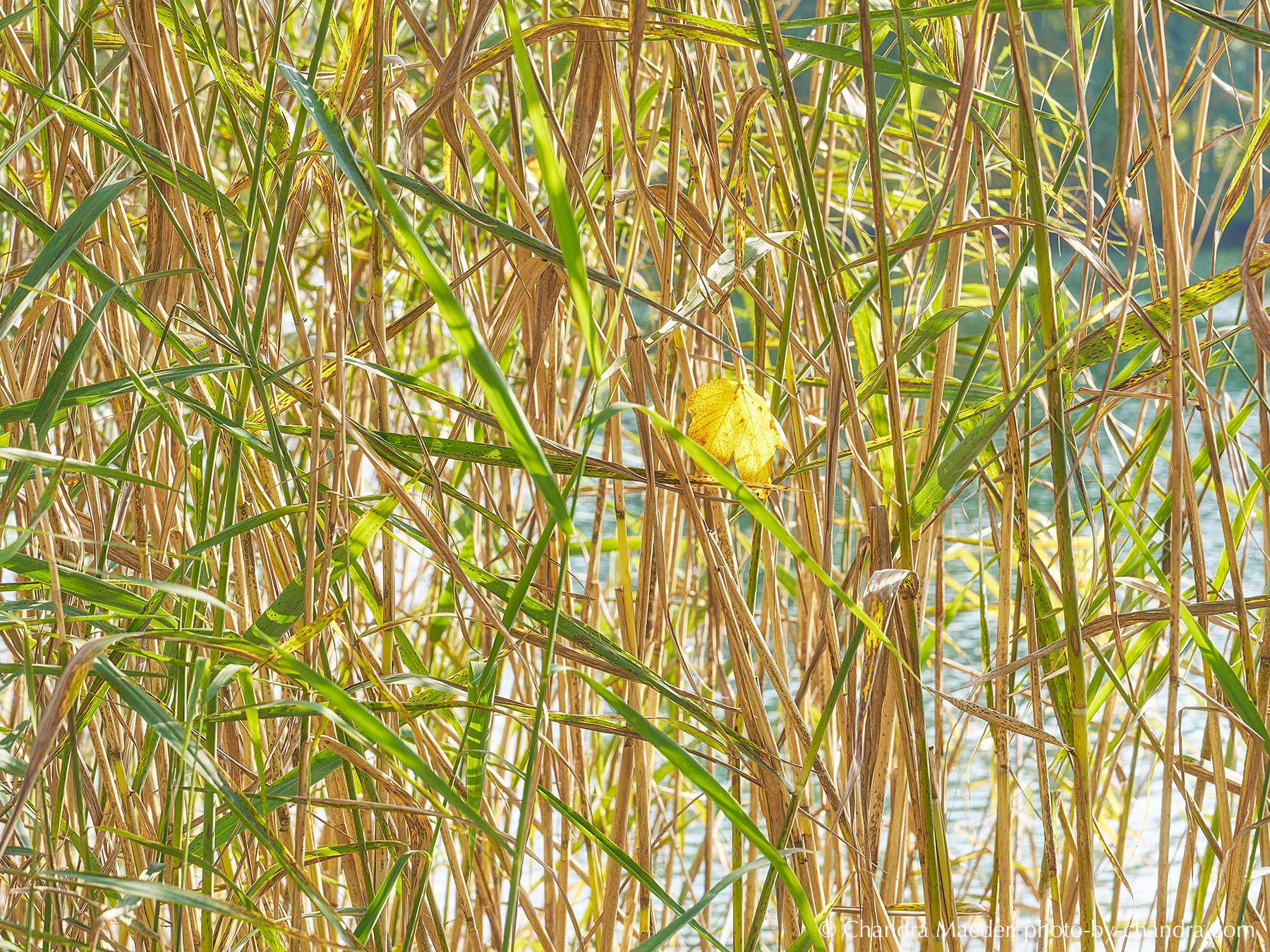 _SON1510-web