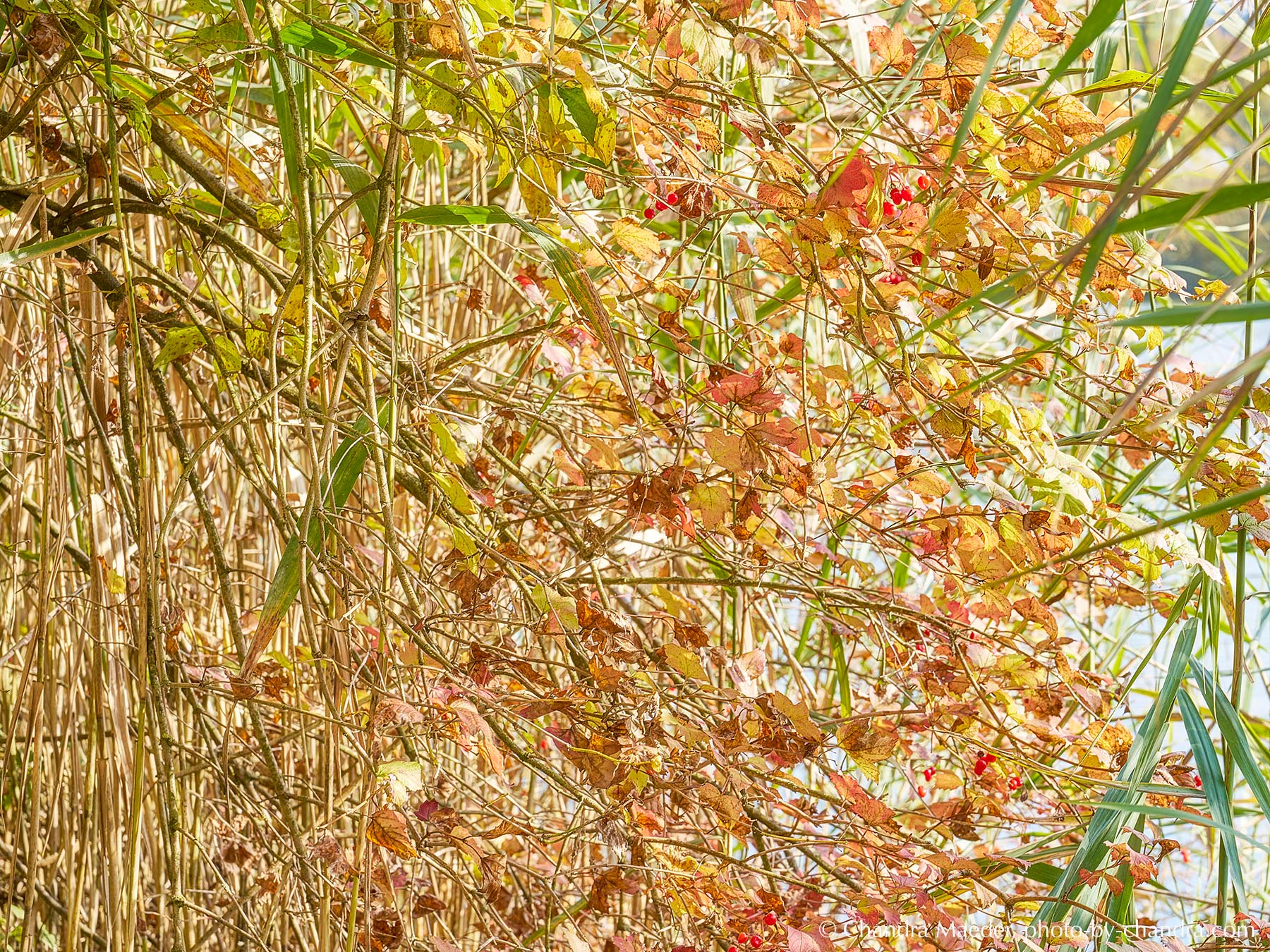 _SON1511-web