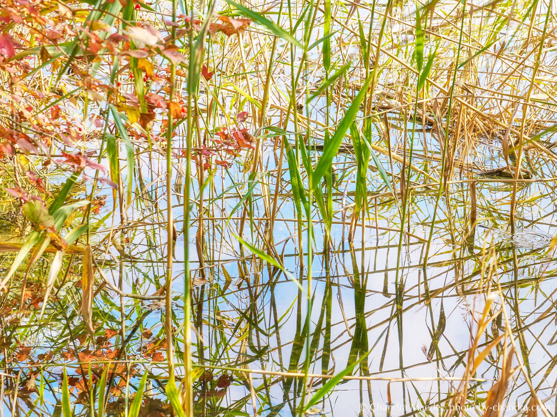 _SON1512-web
